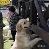 2012.10.14.生れ エマの仔犬たちの集い at ピノッキオ