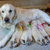 メグの仔犬 2018.01.27.生れⅠ  父犬:エミル 2月10日撮影 生後14日