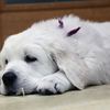 ひまわりの仔犬 2021年4月10日生れⅢ お別れ会(6月5日撮影)-2