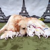 ホープの仔犬 2016.07.18.生れⅠ  父犬:エミル 7月22日撮影 生後4　　日