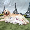 ホープの仔犬 2016.07.18.生れⅠ  父犬:エミル 7月22日撮影 生後4　　日