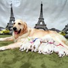 ホープの仔犬 2016.07.18.生れⅠ  父犬:エミル 7月22日撮影 生後4　　日