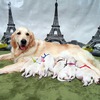 ホープの仔犬 2016.07.18.生れⅠ  父犬:エミル 7月22日撮影 生後4　　日