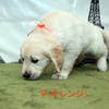 ホープの仔犬 2016.07.18.生れ Ⅲ　9月3日撮影 生後47日-2