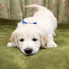 メグの仔犬 2017年3月生れⅢ-2　　5月10日撮影　生後44日
