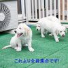 メグの仔犬 2017年3月生れⅣ-2 　 5月24日撮影　お別れ会②