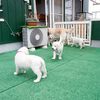 メグの仔犬 2017年3月生れⅣ-2 　 5月24日撮影　お別れ会②