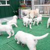 メグの仔犬 2017年3月生れⅣ-2 　 5月24日撮影　お別れ会②