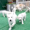 メグの仔犬 2017年3月生れⅣ-2 　 5月24日撮影　お別れ会②