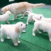 メグの仔犬 2017年3月生れⅣ-2 　 5月24日撮影　お別れ会②