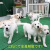 メグの仔犬 2017年3月生れⅣ-2 　 5月24日撮影　お別れ会②