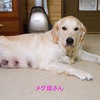 メグの仔犬 2017年3月生れⅣ-2 　 5月24日撮影　お別れ会②