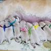 ホープの仔犬 2017.09.15.生れⅠ  父犬:エミル 9月16日撮影 生後1日