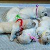 メグの仔犬 2018.01.27.生れⅠ  父犬:エミル 2月10日撮影 生後14日