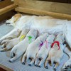 メグの仔犬 2018.01.27.生れⅠ  父犬:エミル 2月10日撮影 生後14日