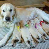 メグの仔犬 2018.01.27.生れⅠ  父犬:エミル 2月10日撮影 生後14日