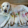 メグの仔犬 2018.01.27.生れⅠ  父犬:エミル 2月10日撮影 生後14日