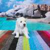 ホープの仔犬 2019.06.05.生れⅡ 父犬:エミル 生後25日-2