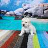 ホープの仔犬 2019.06.05.生れⅡ 父犬:エミル 生後25日-2