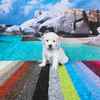 ホープの仔犬 2019.06.05.生れⅡ 父犬:エミル 生後25日-2