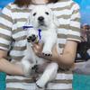 ホープの仔犬 2019.06.05.生れⅡ 父犬:エミル 生後25日-2