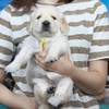 ホープの仔犬 2019.06.05.生れⅡ 父犬:エミル 生後25日-2