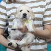 ホープの仔犬 2019.06.05.生れⅡ 父犬:エミル 生後25日-2