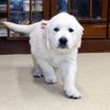 ホープの仔犬 2019.06.05.生れⅢ 父犬:エミル 生後38日-2