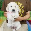  ホープの仔犬 2019.06.05.生れⅢ 父犬:エミル 生後38日-1