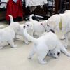 ひまわりの仔犬 2021年4月10日生れⅢ お別れ会(6月5日撮影)-2