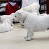 ひまわりの仔犬 2021年4月10日生れⅢ お別れ会(6月5日撮影)-1