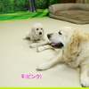 ホープの仔犬 2019.06.05.生れⅣ お別れ会(7月25日撮影)-1