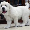 ひまわりの仔犬 2021年4月10日生れⅢ お別れ会(6月5日撮影)-2