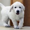 ひまわりの仔犬 2021年4月10日生れⅢ お別れ会(6月5日撮影)-1