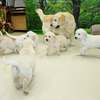 ホープの仔犬 2019.06.05.生れⅣ お別れ会(7月25日撮影)-2