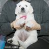 パルマの子犬 2019.12.16.生れⅤ 父犬:ピース  生後35～41日-2 