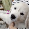 カシーの子犬(父犬:ピース)  2022年2月10日生れⅢ 3月27日撮影　