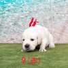 ひまわりの子犬 2020年8月14日生れⅡ 父犬:ピース 3週齢-2
