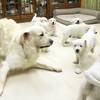 ひまわりの仔犬 2020.08.14.生れⅣ お別れ会(10月2日撮影)-1