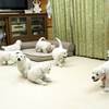 ひまわりの仔犬 2020.08.14.生れⅣ お別れ会(10月2日撮影)-1