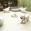 ひまわりの仔犬 2020.08.14.生れⅣ お別れ会(10月2日撮影)-1