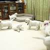 ひまわりの仔犬 2020.08.14.生れⅣ お別れ会(10月2日撮影)-1