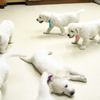 ひまわりの仔犬 2020.08.14.生れⅣ お別れ会(10月2日撮影)-1