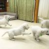 ひまわりの仔犬 2020.08.14.生れⅣ お別れ会(10月2日撮影)-1