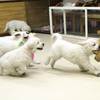 ひまわりの仔犬 2020.08.14.生れⅣ お別れ会(10月2日撮影)-2