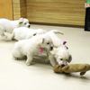 ひまわりの仔犬 2020.08.14.生れⅣ お別れ会(10月2日撮影)-2