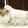 ひまわりの仔犬 2020.08.14.生れⅣ お別れ会(10月2日撮影)-2