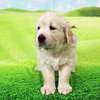 フィオナの仔犬 2021年3月22日生れⅡ 父犬:ピース 5月2日撮影