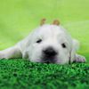 ひまわりの仔犬 2021年4月10日生れⅡ 父犬:ピース 生後22日-1