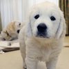 ひまわりの仔犬 2021年4月10日生れⅢ お別れ会(6月5日撮影)-1